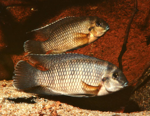 TILAPIA JOKA